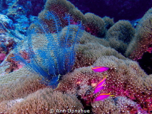 A cplourful example of the beauty of the reefs in the Sol... by Ann Donahue 